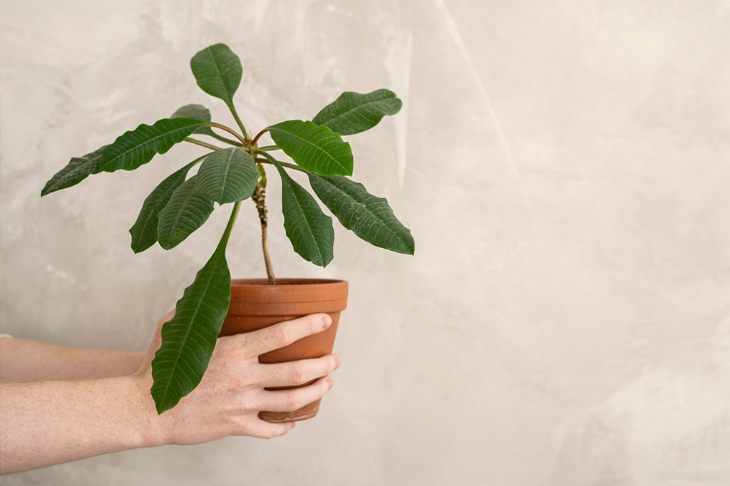 Importancia-de-la-luz-en-el-crecimiento-de-las-plantas Importancia-de-la-luz-en-el-crecimiento-de-las-plantas